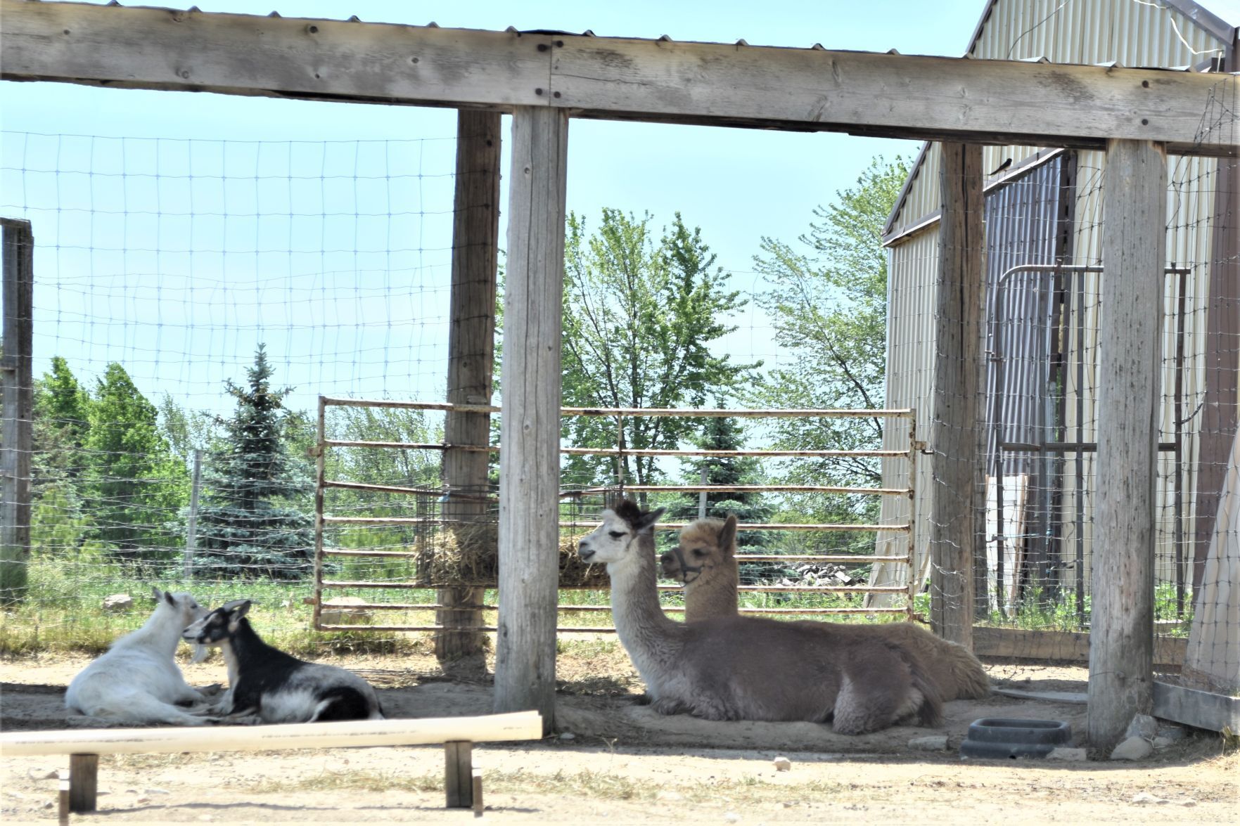 Two alpacas